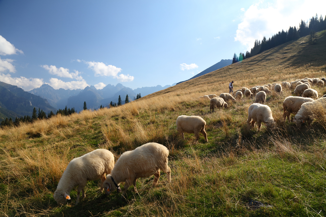 TATRY - RUSINOWA POLANA - 1 DZIEŃ
